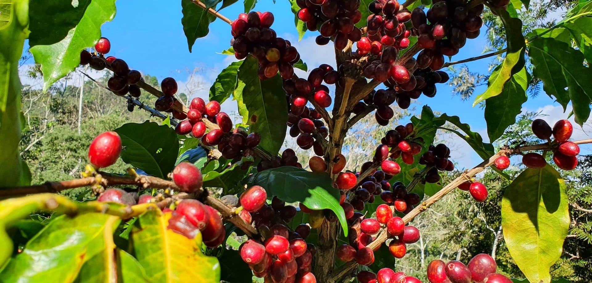Specialty Coffee